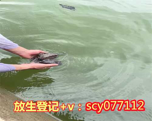 北京放生鱼的组织，古塔以及北京的旅游资源