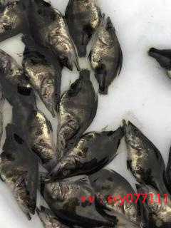 天津在哪里买鱼代放生的多，天津华盛寺组织观看红色电影《长津湖》