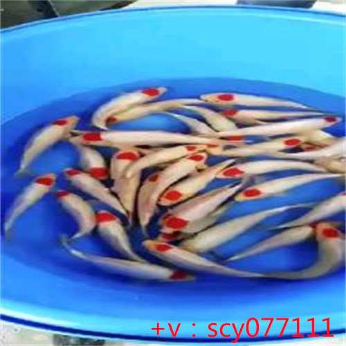 重庆哪里放生鱼最安全可靠的地方，重庆龙凤寺